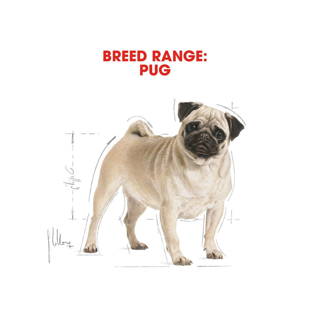 Royal Canin Breed Health Nutrition Pug 1.5kg