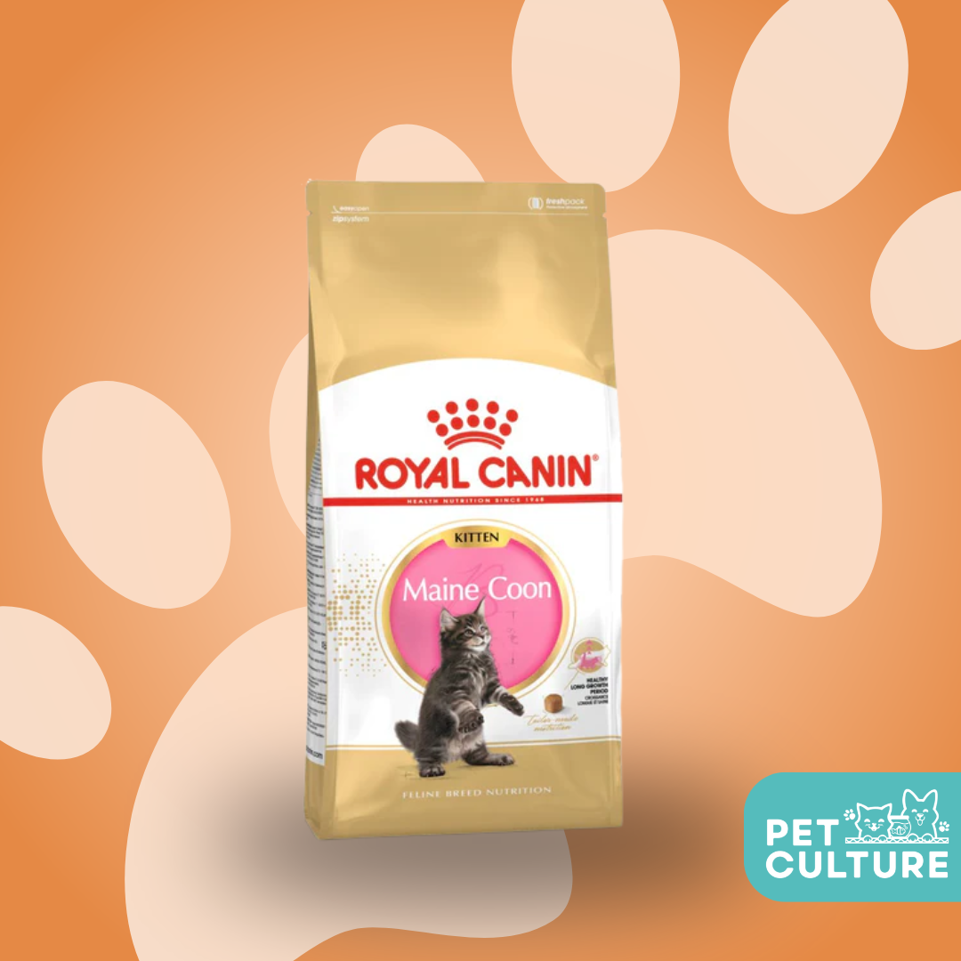 Royal Canin Maine Coon Kitten 2kg