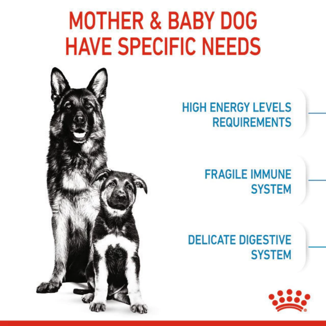 Royal Canin Maxi Starter Mother & Baby 4kg