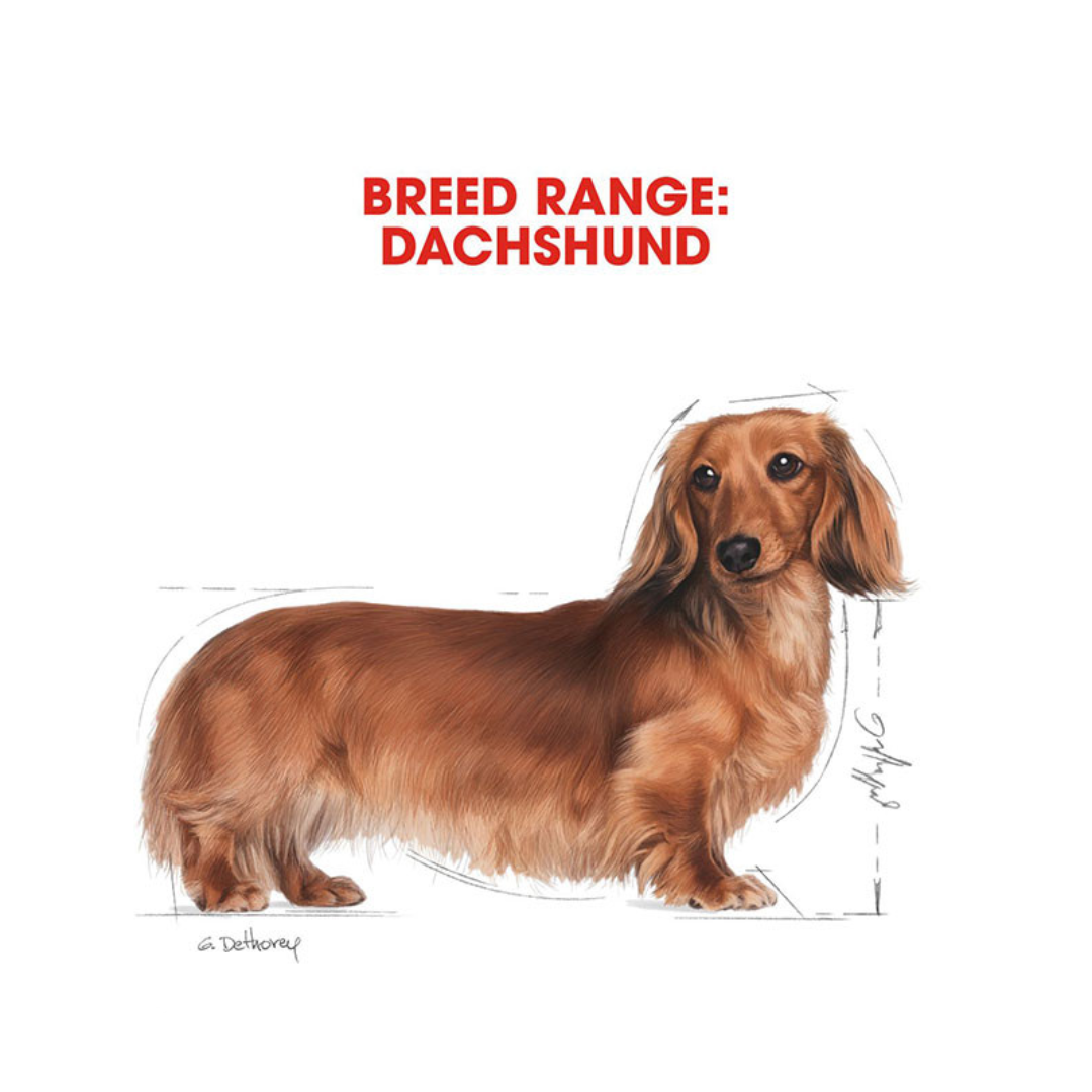Royal Canin Breed Health Nutrition Dachshund Adult 500g